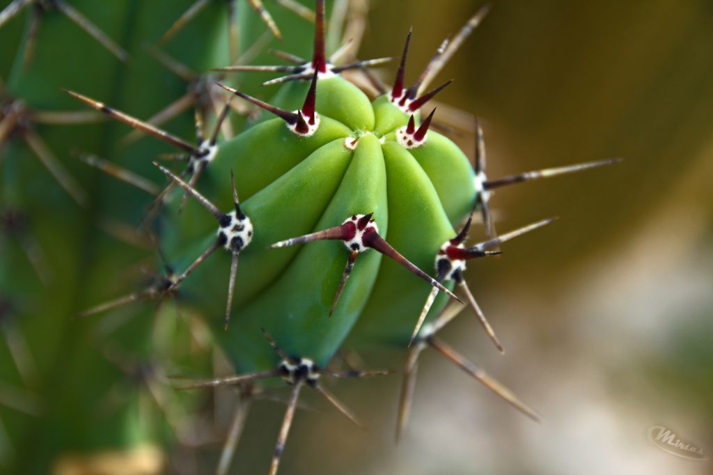 Makrofotografie - Kaktus