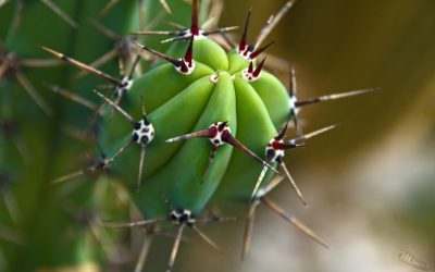 Makrofotografie – Kaktus