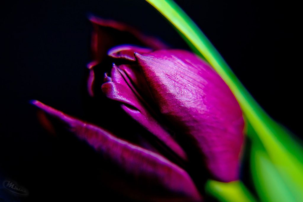 Studiofotografie - Pflanzen - Low-Key-Tulpe