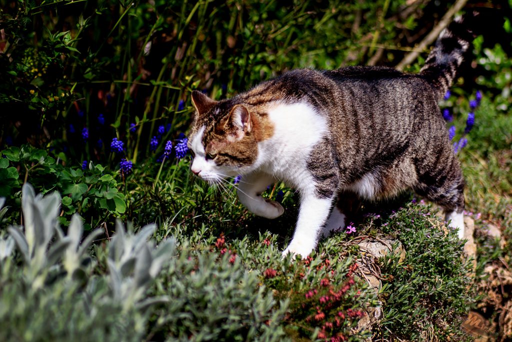Naturfotografie - Tiere - Katze auf der Pirsch